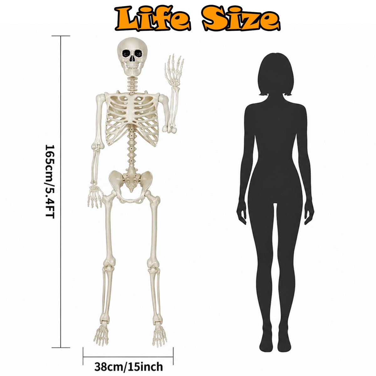 Life Size Posable Skeleton Decorations L58998