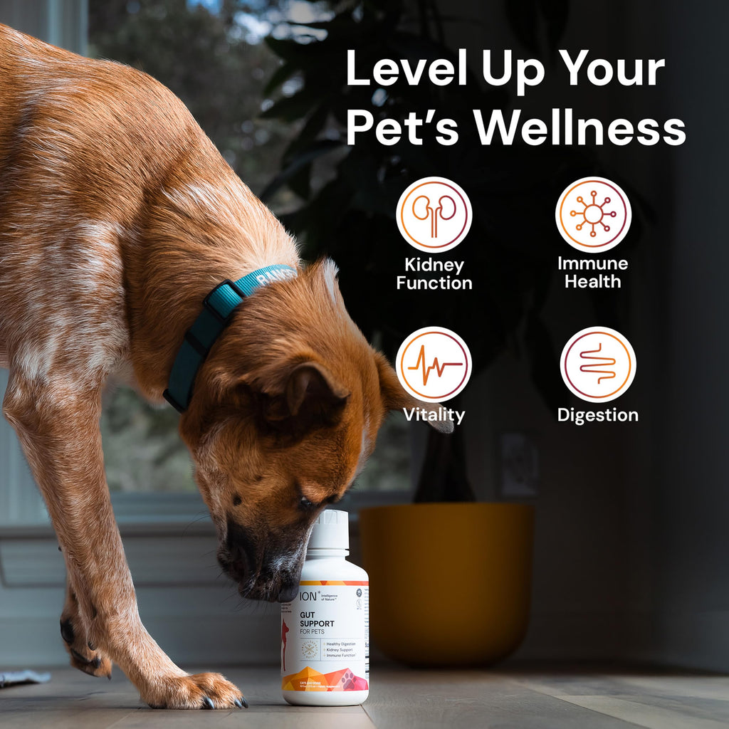 Gut Support for Pets 8 Fl Oz S69135